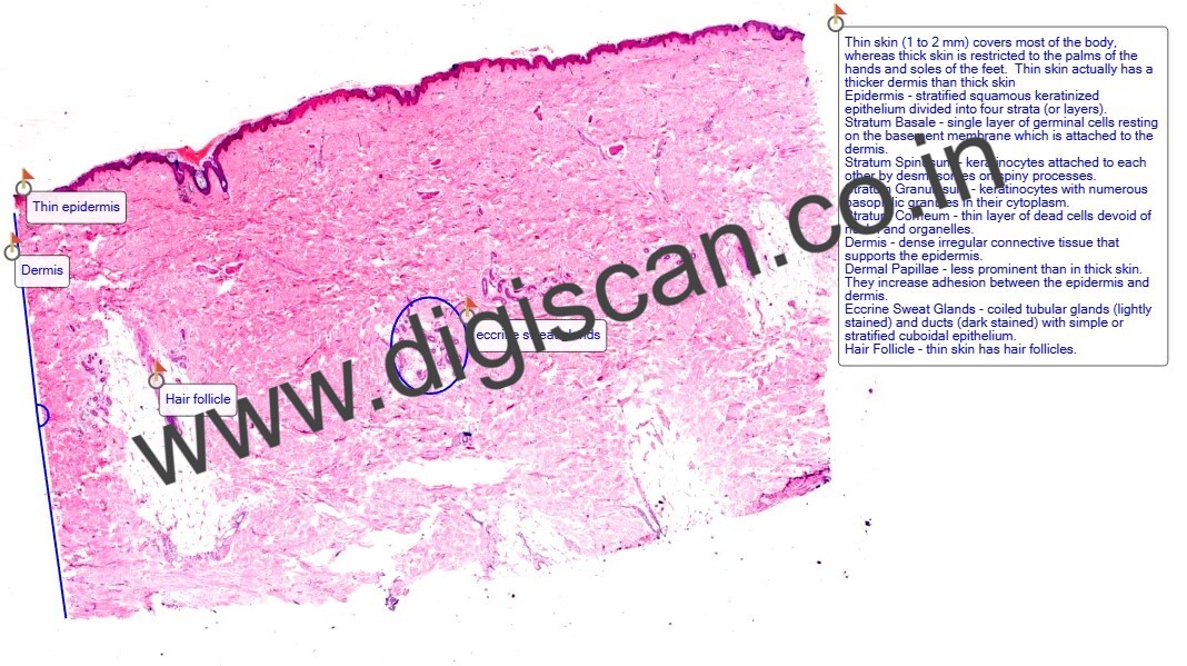 Human Anatomy & Histology Digital Slides Set